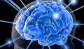Учени: Агресията води до поява на нови нервни клетки в мозъка