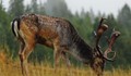 Убиха елен лопатар на булевард "България"
