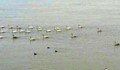 Ято лебеди плува в река Дунав