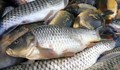 Отмъкнаха 600 килограма риба от рибарника на село Езерче
