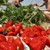 Търсят жени за бране на ягоди в Испания
