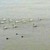 Ято лебеди плува в река Дунав