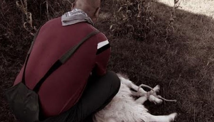 Ей така ще ви изколя, като това яре! /снимката е илюстративна/