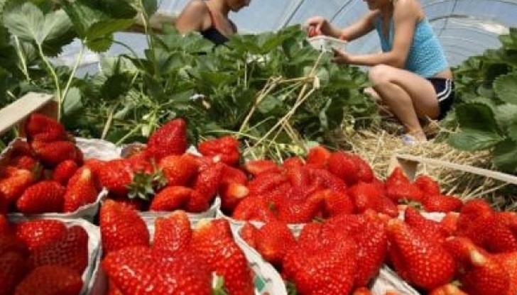 Местоработата е в различни стопанства в Палос де ла Фронтера - провинция Уелва Местоработата е в различни стопанства в Палос де ла Фронтера - провинция Уелва