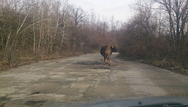 Добре, че бонусите по пътищата не валят... Добре, че бонусите по пътищата не валят...