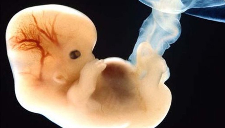 Разрешението е било дадено за промяна на ДНК на ембриони в първите седем дни след оплождането