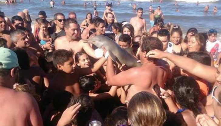 Видът на дефлина се счита за "уязвим", като от него има останали около 30,000