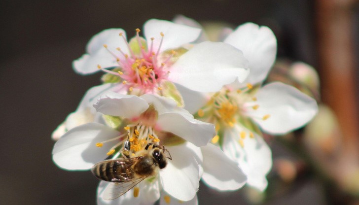 Пчелите дори вече събират прашец и нектар от тях