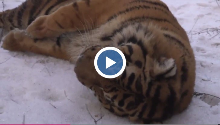 В Русия успяха да хванат амурски тигър, избягал докато го транспортирали към зоологическа градина