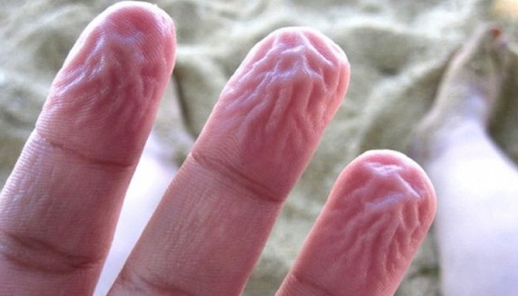 Бръчките помагат на пръстите на ръцете и краката ни да се захващат за мокри повърхности