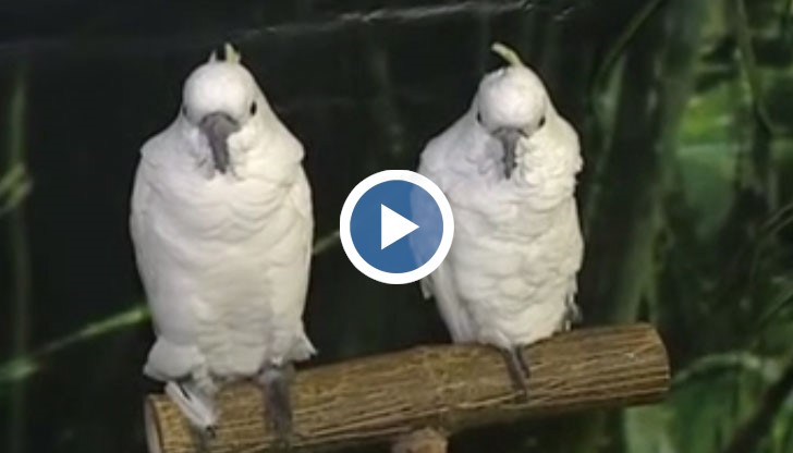 Папагали демонстрират завидни умения в изложба в софийски мол