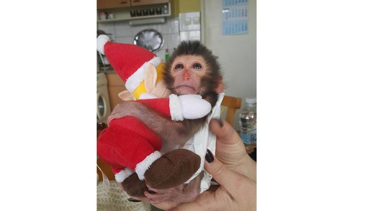Софийският зоопарк показа приматчето Алф, родено преди по-малко от месец