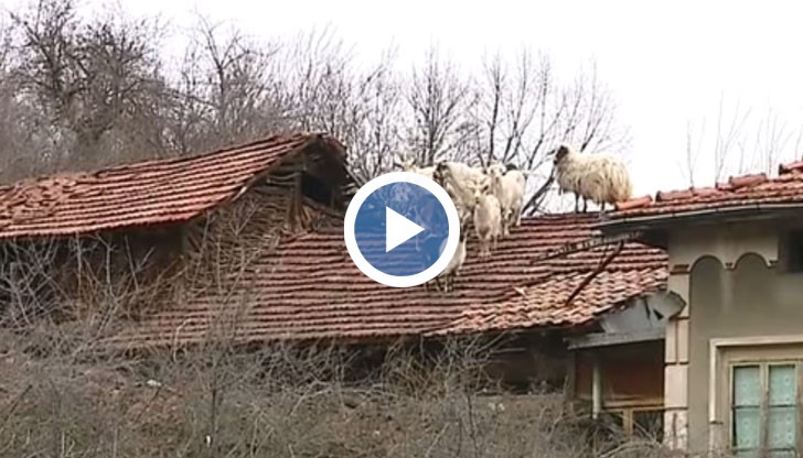 Козите от години трошат керемидите по покривите на къщите