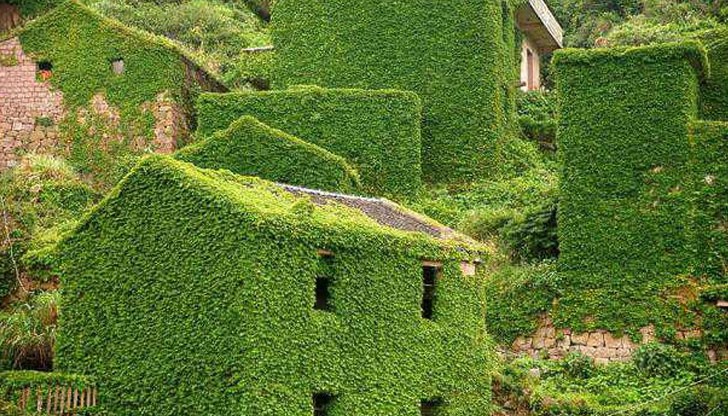 Правилно подбрани растения са отлично решение за непрекъснато филтриране и овлажняване на въздуха Правилно подбрани растения са отлично решение за непрекъснато филтриране и овлажняване на въздуха