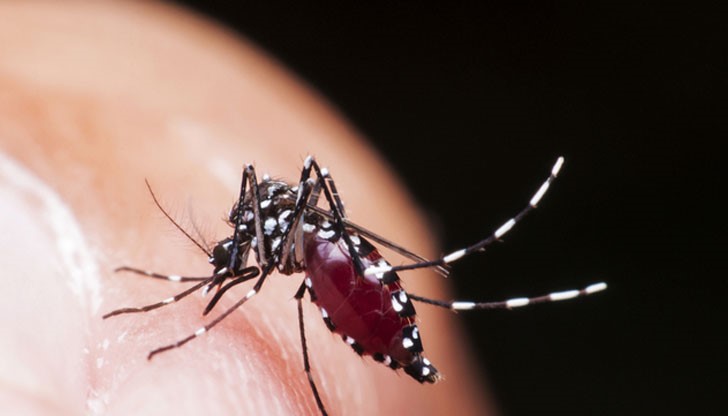 Заради ранното затопляне препоръчаха общините да започнат борба с комарите час по скоро