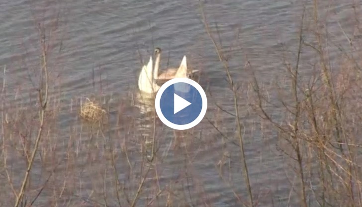 Красивите птици – около 20 на брой, се появили в понеделник по обяд