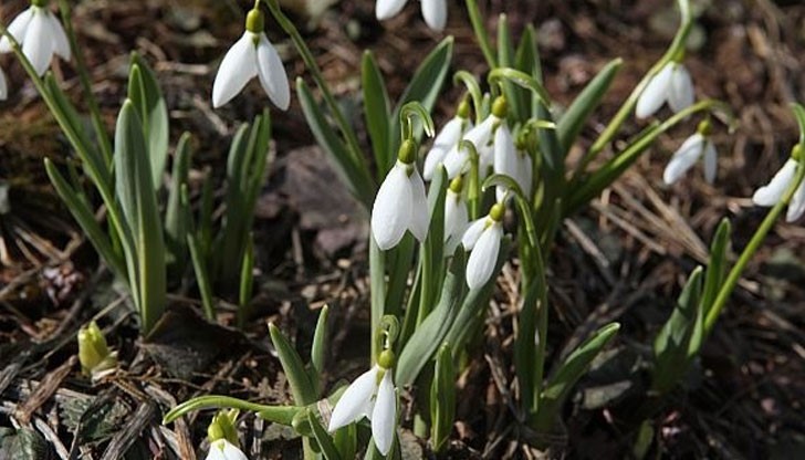 Най-високата температура, измерена на 7 февруари, е била 21 градуса, през 2004 година Най-високата температура, измерена на 7 февруари, е била 21 градуса, през 2004 година