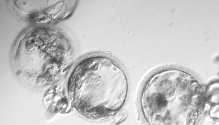 Генетици от Китай обявиха, че за първи път са превърнали стволови клетки в сперматозоди
