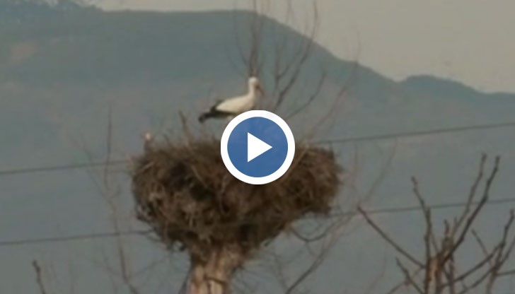 Мъжки щъркел пристигна в село край река Струма и започна да стяга семейното гнездо