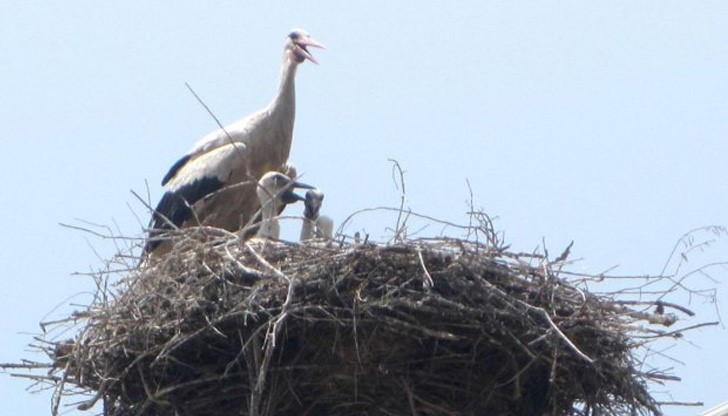 Местните хора веднага след появата на щъркела са му помогнали, като са разчистили гнездото Местните хора веднага след появата на щъркела са му помогнали, като са разчистили гнездото