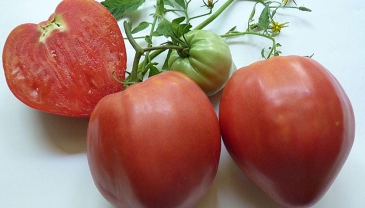 Най-новият български сорт домати "Розово сърце" ще е хитът на лято 2016, убедена е неговата създателка