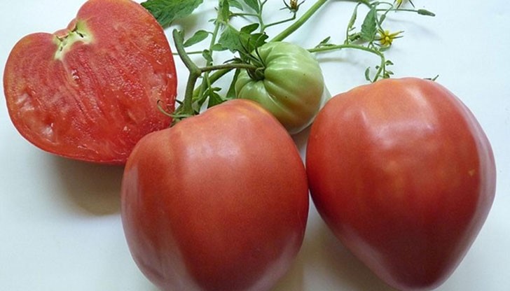 Най-новият български сорт домати "Розово сърце" ще е хитът на лято 2016, убедена е неговата създателка