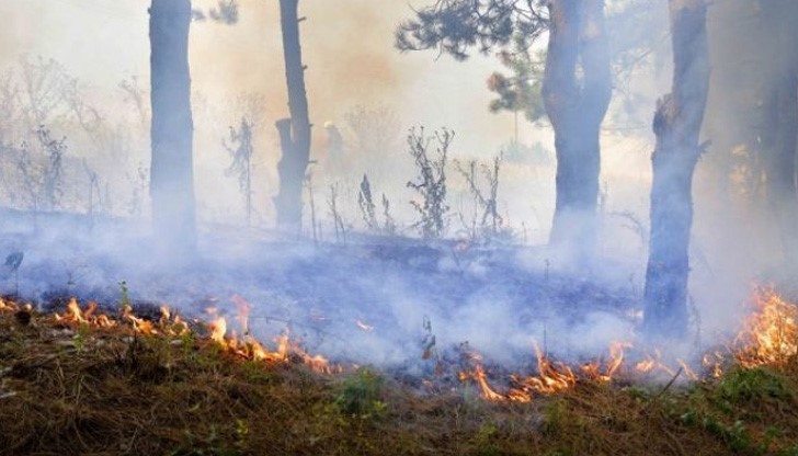 Огнената стихия е обхванала близо 3000 декара блатна растителност в защитената местност Калимок-Бръшлен /снимката е илюстративна/ Огнената стихия е обхванала близо 3000 декара блатна растителност в защитената местност Калимок-Бръшлен /снимката е илюстративна/