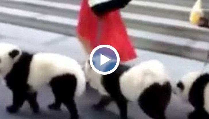 Собственичката смята, че може много лесни да ги намери в случай, че някой ги открадне