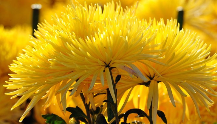 Успешен четвъртък!