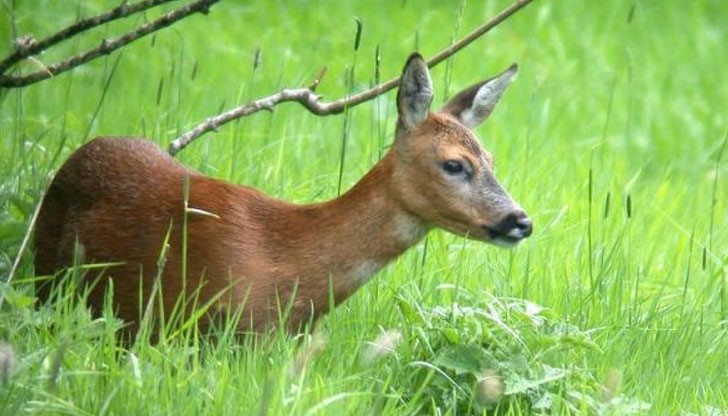 Нито един истински ловец няма да си позволи подобно посегателство Нито един истински ловец няма да си позволи подобно посегателство