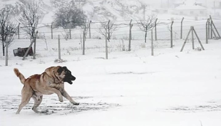 Гигантски кучета от породата “Кангал” нахлували на глутници и стряскали жителите на община Малко Търново