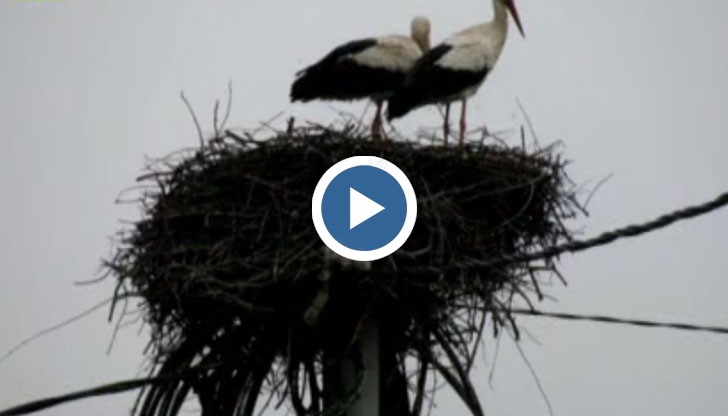 Служители на ЧЕЗ са разрушили щъркелово гнездо, което е било разположено върху електрически стълб на дружеството