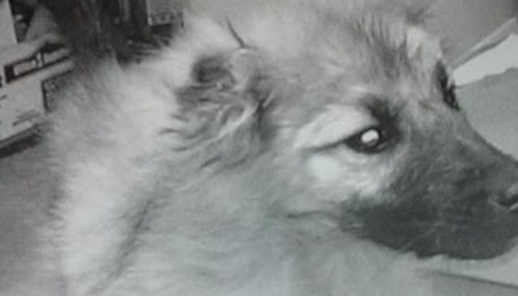 Отличителните белези на кученцето са червена линия на гърба