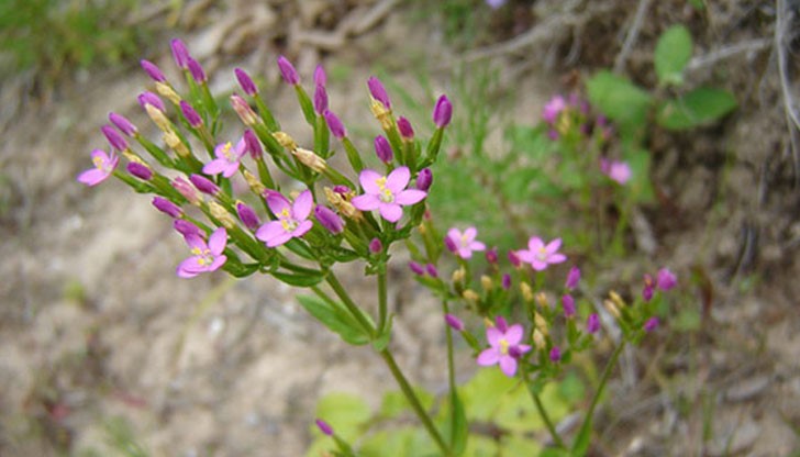 В природния парк има повече от 400 вида лечебни растения В природния парк има повече от 400 вида лечебни растения