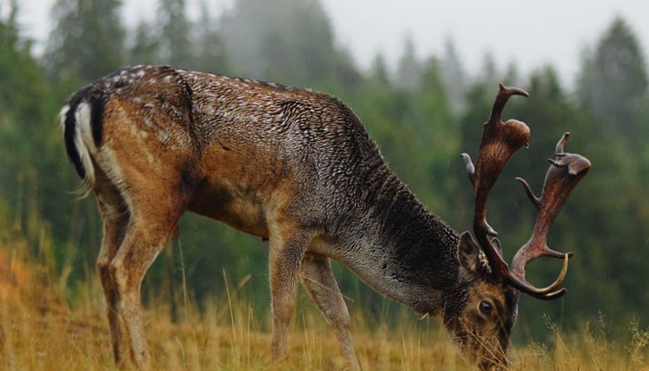 Животното е прибрано от държавното ловно стопанство и ще бъде предадено на екарисаж Животното е прибрано от държавното ловно стопанство и ще бъде предадено на екарисаж