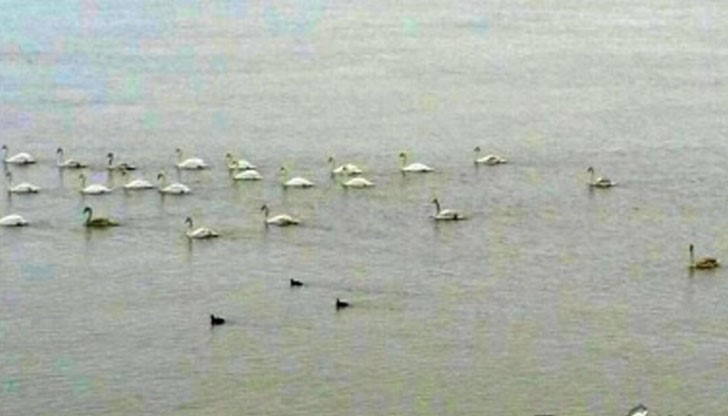 Ято лебеди се появи в първия ден на февруари в акваторията на Дунав край Русе