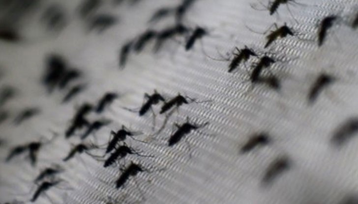 Връзките на страните от Европейския съюз с Латинска Америка, където заболяването е най-интензивно предполагат възможност за пренасяне на заболяването