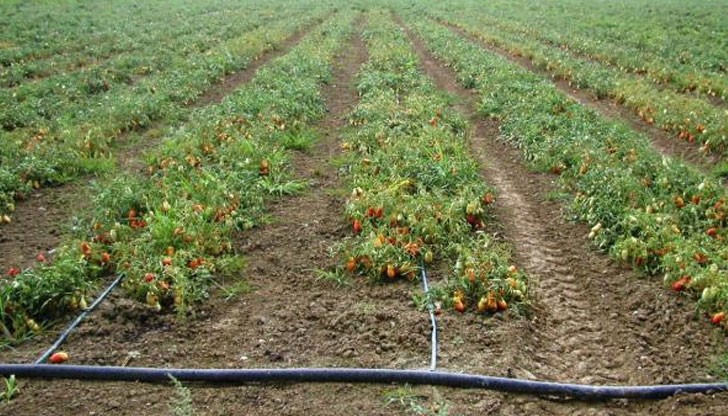 В Русенския регион производителите отделят собствени средства, за да напояват градините си по време на суша