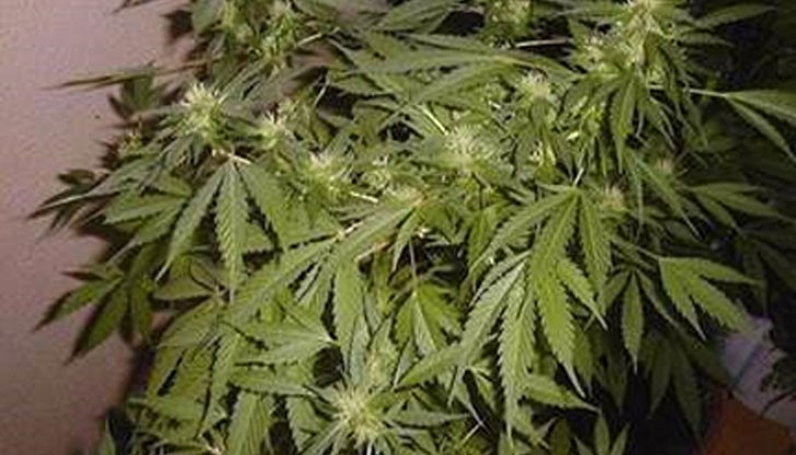 Полицията намерила в стая от къщата на мъжът инсталация за отглеждане на марихуана