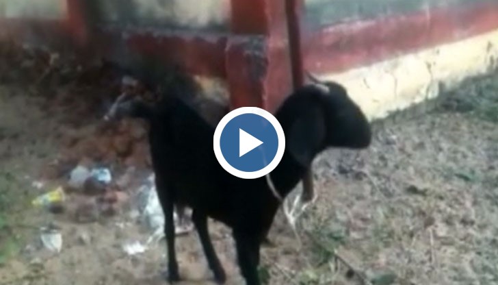 Домашното животно пасяло на поляна пред къщата на местен съдия