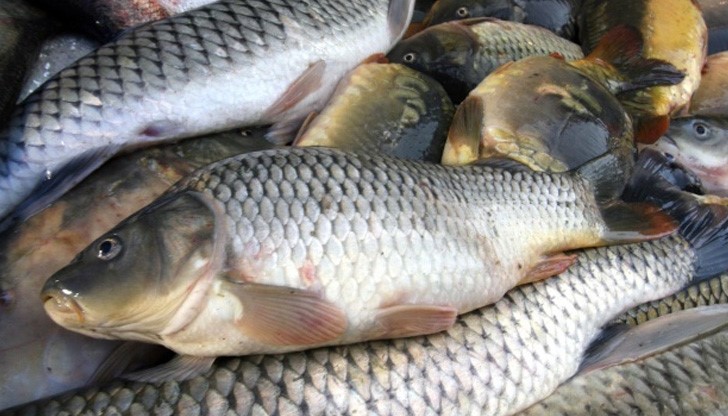 Изкуственият рибарник бил създаден в чашата на пресушения язовир „Езерче 2” в местността Дивисила Изкуственият рибарник бил създаден в чашата на пресушения язовир „Езерче 2” в местността Дивисила