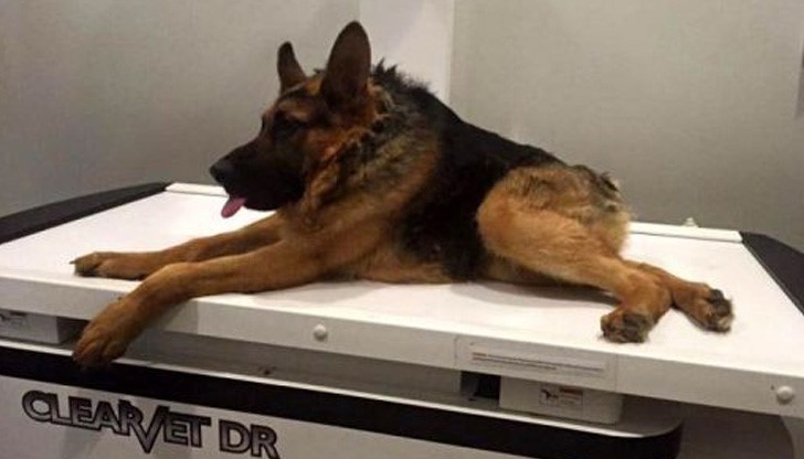 Квазимодо е стряскащ само на външен вид, иначе е много добричък