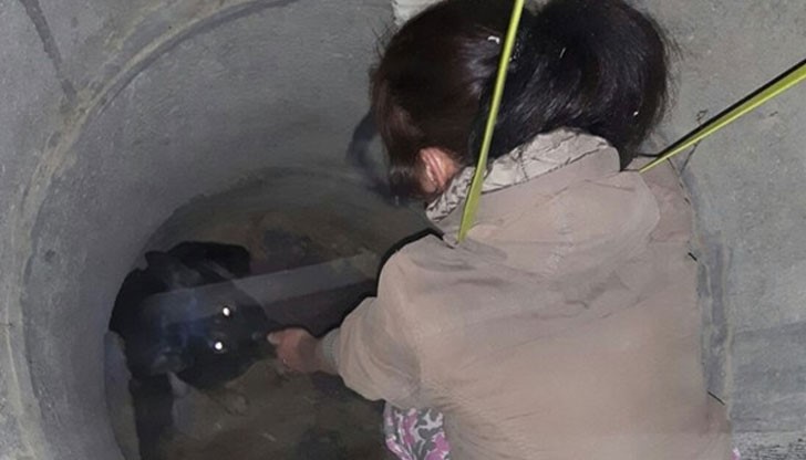 На дъното на ямата вече имало мумифицирано друго куче, което не е било спасено