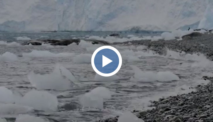 Глобалното затопляне води до застрашаване живота на пингвиите или северните мечки