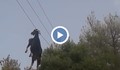 Коза увисна с рогата си на електрически жици