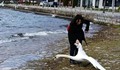Българка уби лебед в Охридското езеро, за да си направи селфи