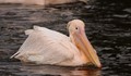 Розов пеликан умря от зелени грижи за 9 милиона лева