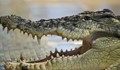 Крокодил разкъса руски турист
