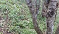 Спипаха полицай - бракониер на лов за елени