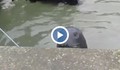 Тюлен пресича улица всеки ден, за да си изпроси риба от ресторант